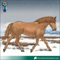 Horse Color:Chestnut  and Chestnut 