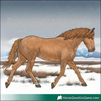 Horse Color:Chestnut  and Chestnut 
