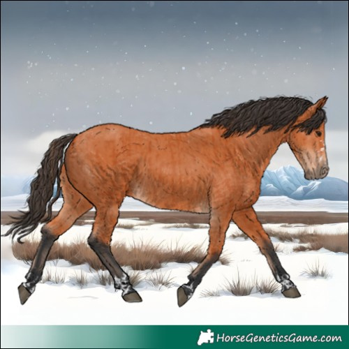 Horse Color:Bay and Bay