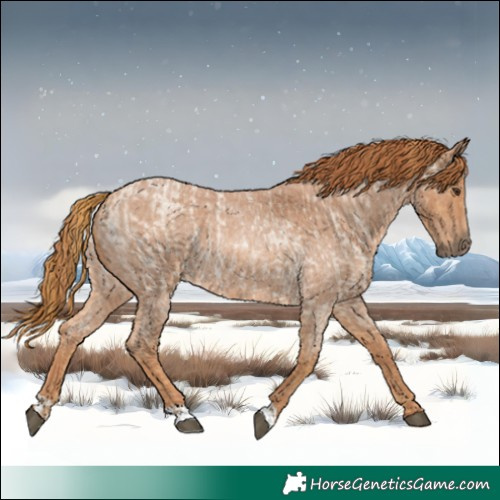 Horse Color:Red Roan and Red Roan