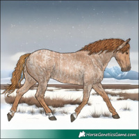 Horse Color:Red Roan  and Red Roan 