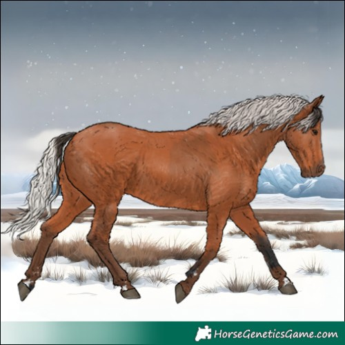 Horse Color:Bay Rabicano and Silver Bay Rabicano