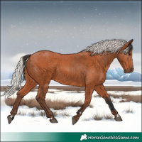 Horse Color:Bay Rabicano  and Silver Bay Rabicano 