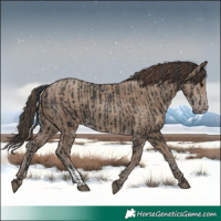 Horse Color:Black  and Classic Champagne 