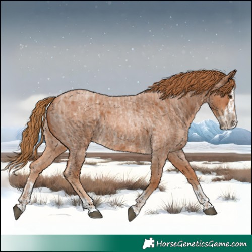 Horse Color:Red Roan and Red Roan Splash