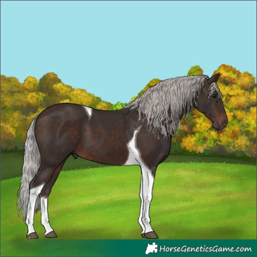 Horse Color:Silver Brown Tobiano 