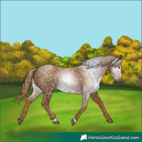 Horse Color:Gray Chestnut