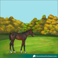 Horse Color:Bay Rabicano 