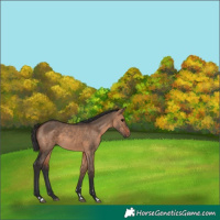 Horse Color:Bay Dun 