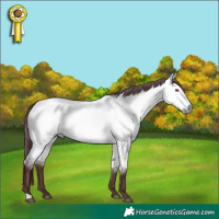 Horse Color:Chocolate Buckskin Chinchilla Dun 