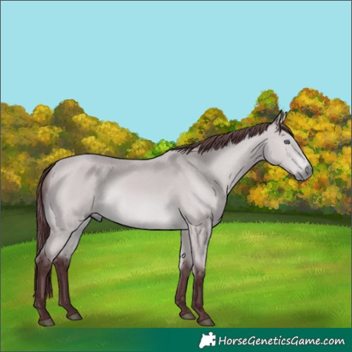 Horse Color:Chocolate Bay Chinchilla 