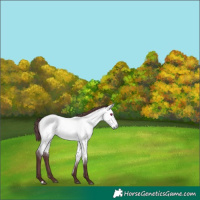 Horse Color:Chocolate Buckskin Chinchilla Dun 