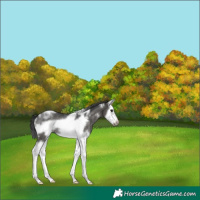 Horse Color:White Spotted Black Splash Frame Rabicano