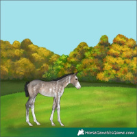 Horse Color:Brown Dun Sabino Rabicano