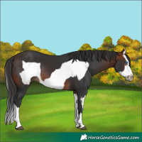 Horse Color:Brown Splash Frame Rabicano  and Bay Splash Frame Rabicano 