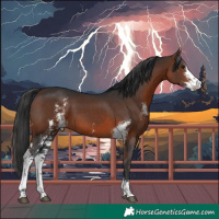 Horse Color:Brown Sabino