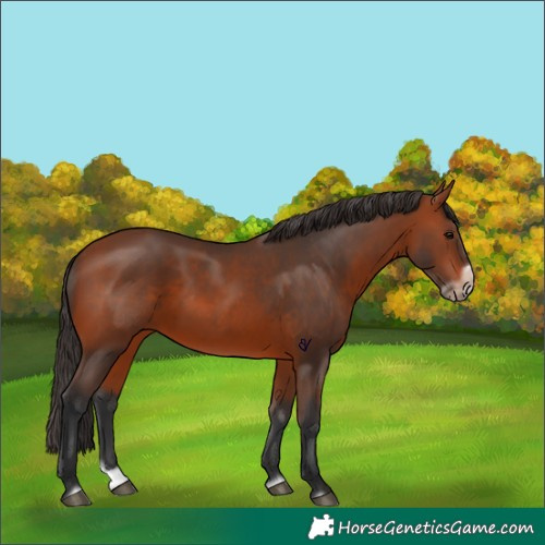 Horse Color:Bay Splash Frame Rabicano 