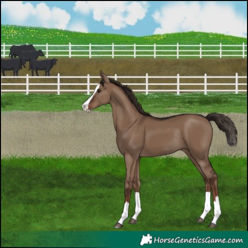 Horse Color:Liver Red Dun Splash Rabicano 