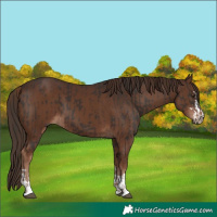 Horse Color:Liver Chestnut  and Liver Chestnut 