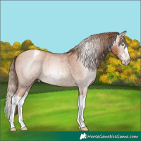 Horse Color:Gray Gold Champagne Roan Splash Appaloosa