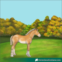 Horse Color:Gold Cream Champagne Mushroom Tobiano 