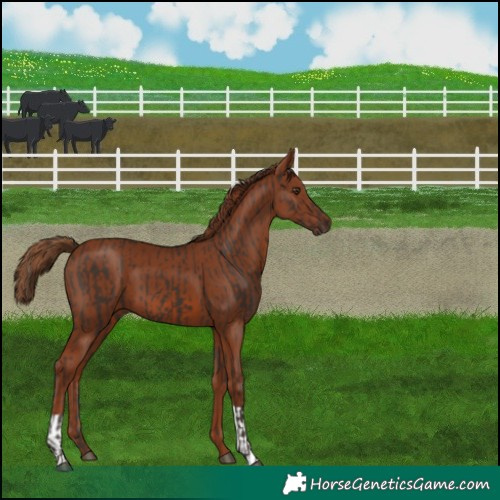 Horse Color:Liver Chestnut  and Chestnut 