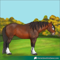Horse Color:Bay Splash Frame Rabicano 