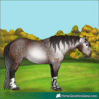 Horse Color:Gray Bay  and Gray Bay 