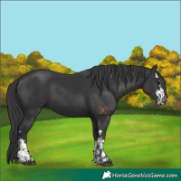Horse Color:Black  and Black 