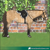 Horse Color:Buckskin  and Buckskin 