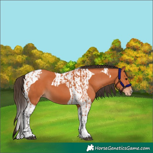 Horse Color:Bay Tobiano Appaloosa  and Bay Tobiano Appaloosa 