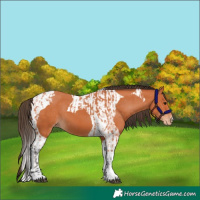 Horse Color:Bay Tobiano Varnish and Bay Tobiano Varnish