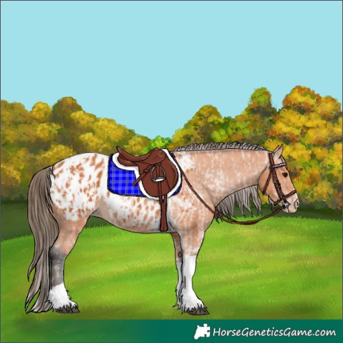Horse Color:Bay Tobiano Appaloosa  and Bay Tobiano Appaloosa 