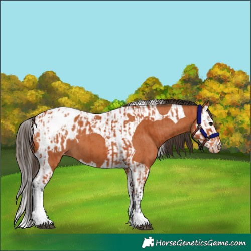 Horse Color:Bay Tobiano Blanket and Bay Splash Tobiano Blanket
