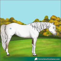 Horse Color:Gray Silver Black Pearl Tobiano