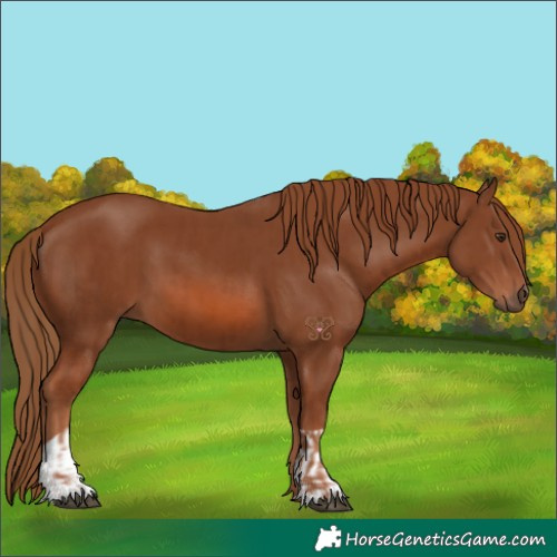 Horse Color:Chestnut  and Chestnut 