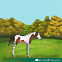 Horse Color:Gray Bay Splash Tobiano 