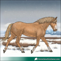 Horse Color:Chestnut  and Chestnut 