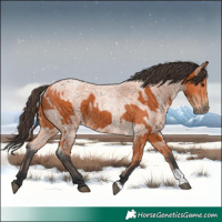Horse Color:Bay  and Bay Roan 
