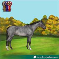 Horse Color:Smoky Blue Roan 