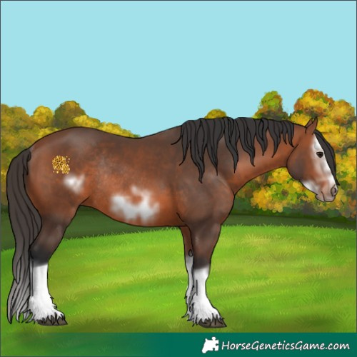 Horse Color:Bay Splash Frame Rabicano 