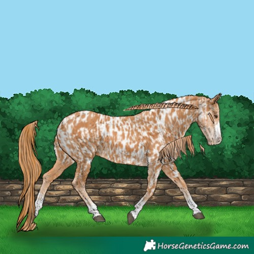 Horse Color:Chestnut  and Chestnut Near Leopard 