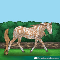 Horse Color:Chestnut  and Chestnut Near Leopard 