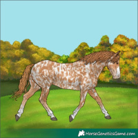 Horse Color:Chestnut  and Chestnut Appaloosa 