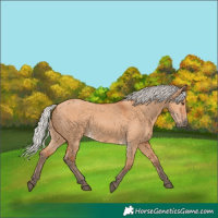 Horse Color:Silver Bay Dun