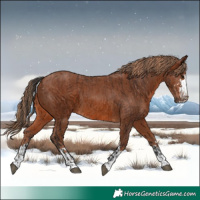 Horse Color:Bay  and Chestnut 