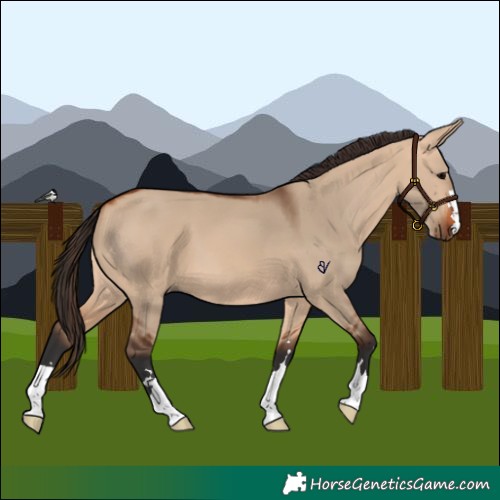 Horse Color:Bay Dun 