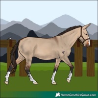 Horse Color:Bay Dun 