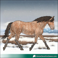 Horse Color:Bay  and Amber Champagne 