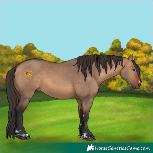 Horse Color:Bay Dun 
